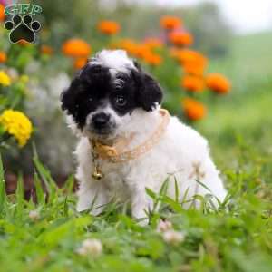 Benji, Miniature Poodle Puppy