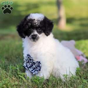 Benji, Miniature Poodle Puppy