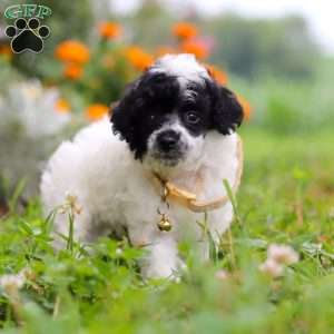 Benji, Miniature Poodle Puppy