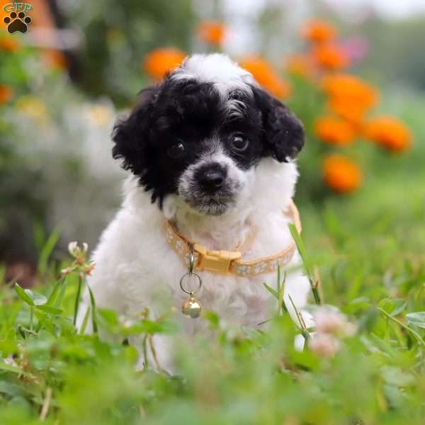 Benji, Miniature Poodle Puppy