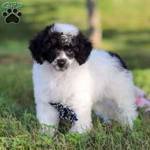 Benji, Miniature Poodle Puppy