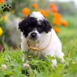 Benji, Miniature Poodle Puppy