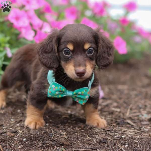 Benji, Dachshund Puppy