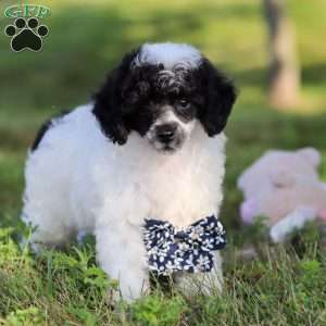 Benji, Miniature Poodle Puppy