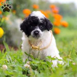 Benji, Miniature Poodle Puppy