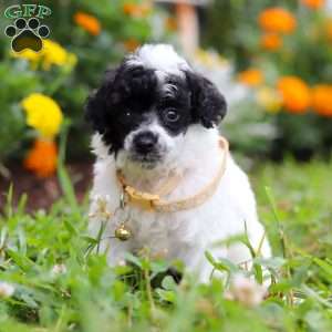 Benji, Miniature Poodle Puppy