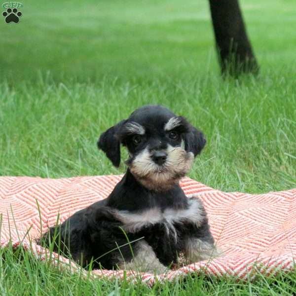 Benji, Miniature Schnauzer Puppy