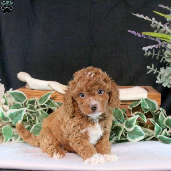 Benji, Cavapoo Puppy