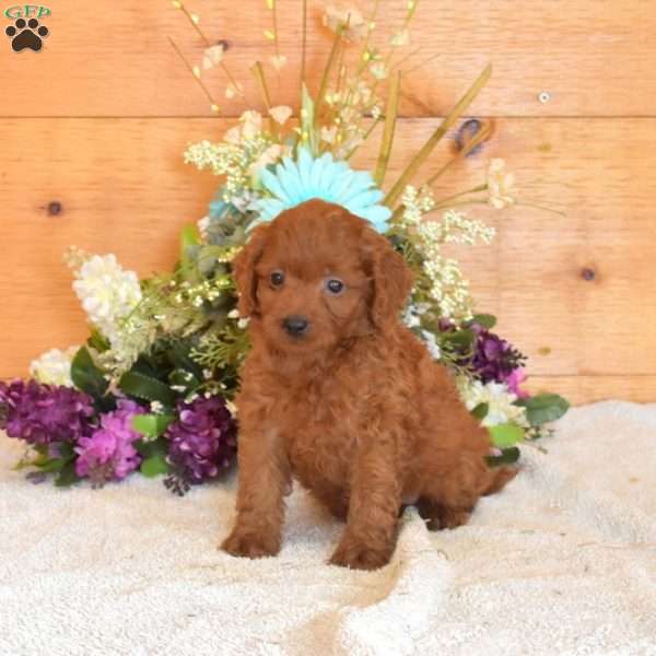 Benji, Cavapoo Puppy