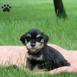 Benji, Miniature Schnauzer Puppy
