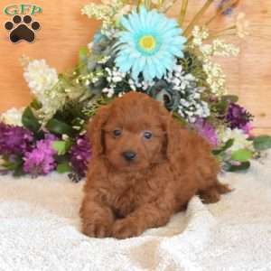 Benji, Cavapoo Puppy