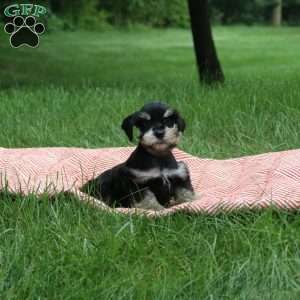 Benji, Miniature Schnauzer Puppy