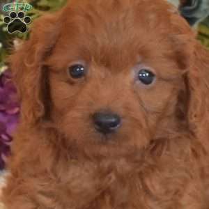 Benji, Cavapoo Puppy
