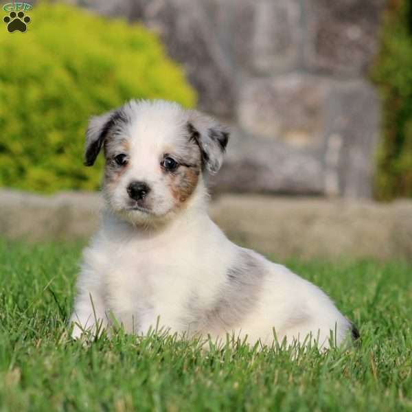 Benji, Bernese Mountain Dog Mix Puppy
