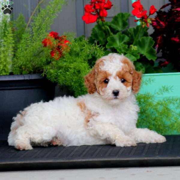 Benji, Miniature Poodle Puppy
