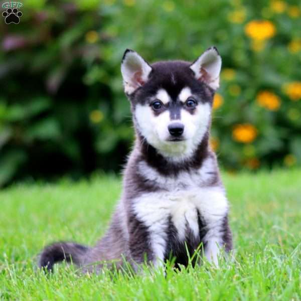 Benji, Alaskan Klee Kai Puppy