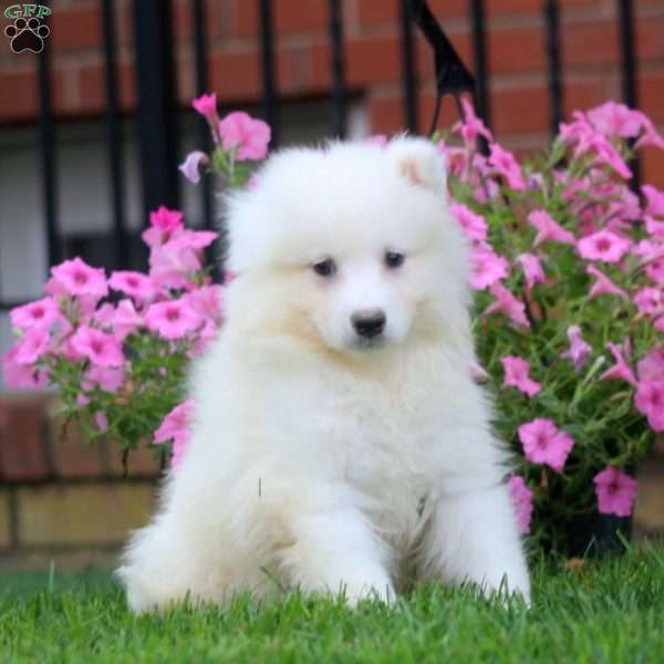 Benji, Samoyed Puppy
