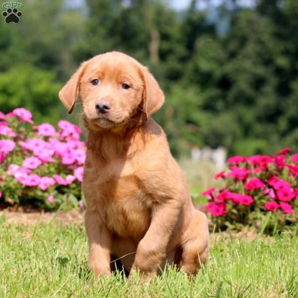 Benji, Yellow Labrador Retriever Puppy