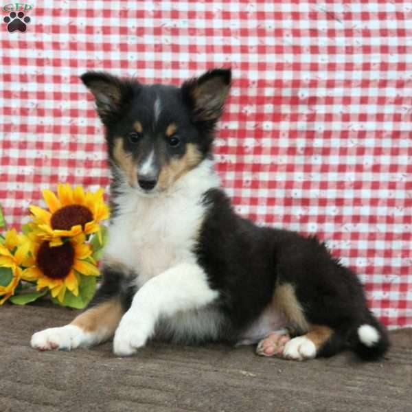 Benji, Sheltie Puppy