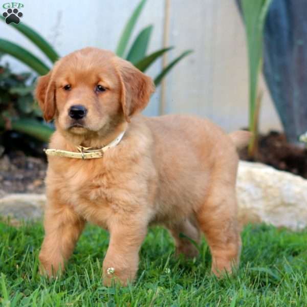 Benji, Golden Retriever Puppy