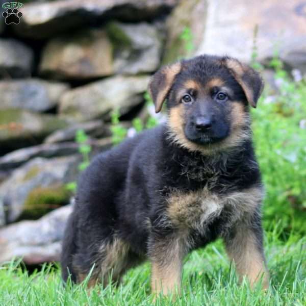 Benji, German Shepherd Puppy