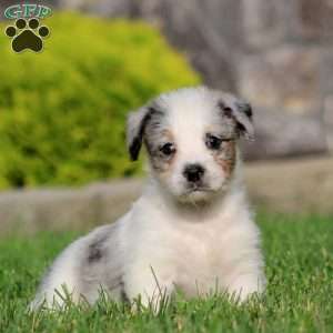 Benji, Bernese Mountain Dog Mix Puppy