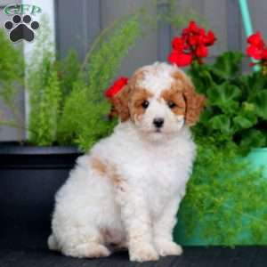 Benji, Miniature Poodle Puppy
