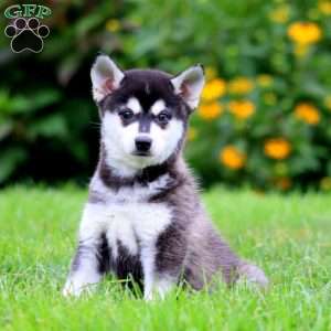 Benji, Alaskan Klee Kai Puppy