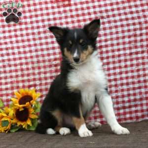 Benji, Sheltie Puppy