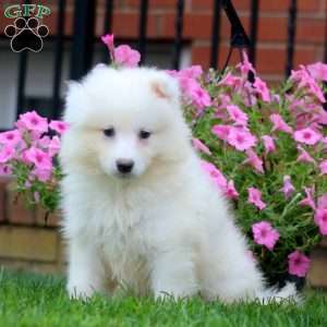 Benji, Samoyed Puppy