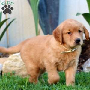 Benji, Golden Retriever Puppy