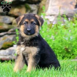 Benji, German Shepherd Puppy