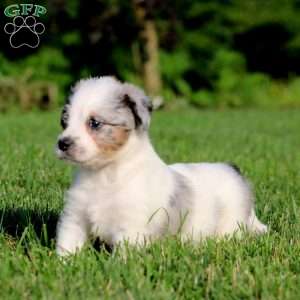 Benji, Bernese Mountain Dog Mix Puppy