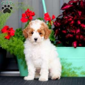 Benji, Miniature Poodle Puppy