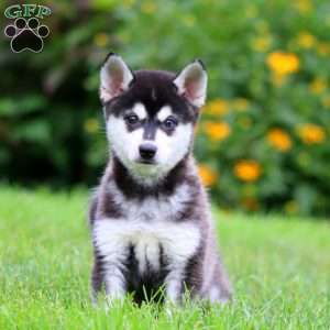 Benji, Alaskan Klee Kai Puppy