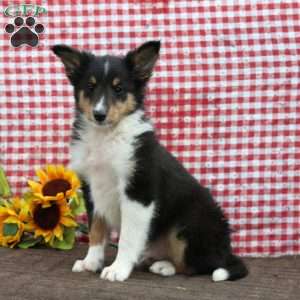 Benji, Sheltie Puppy