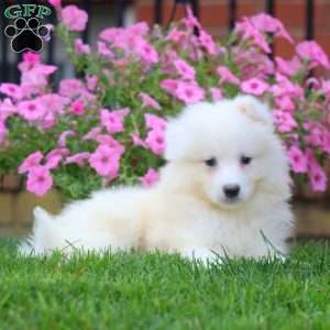 Benji, Samoyed Puppy