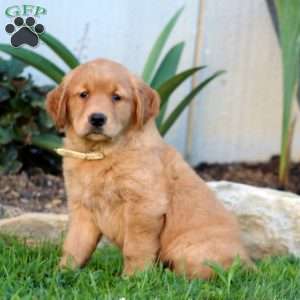 Benji, Golden Retriever Puppy