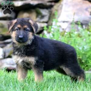 Benji, German Shepherd Puppy