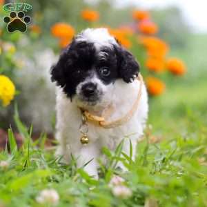 Benji, Miniature Poodle Puppy