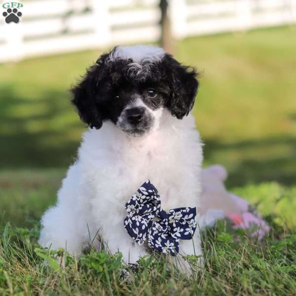 Benji, Miniature Poodle Puppy