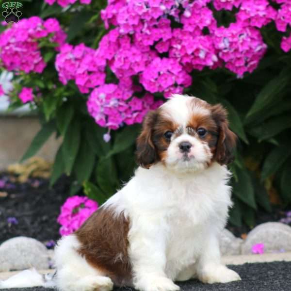 Benny, Cava-Tzu Puppy