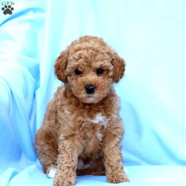 Benny, Miniature Poodle Puppy