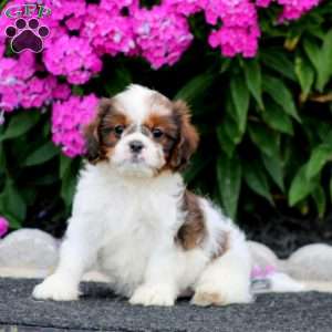 Benny, Cava-Tzu Puppy