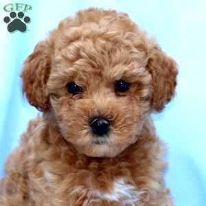 Benny, Miniature Poodle Puppy