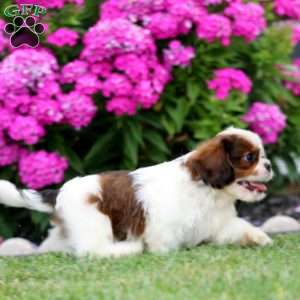 Benny, Cava-Tzu Puppy