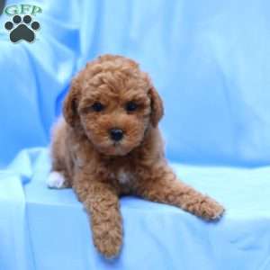 Benny, Miniature Poodle Puppy