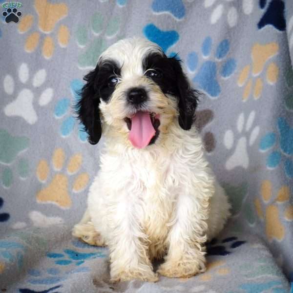 Benny, Cockapoo Puppy