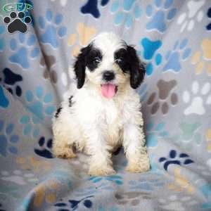 Benny, Cockapoo Puppy