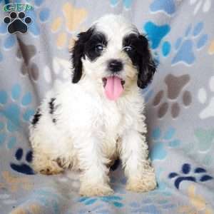 Benny, Cockapoo Puppy